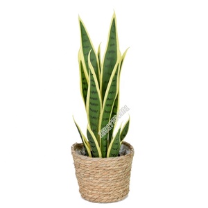 <span class=keywords><strong>Planta</strong></span> Artificial de Sisal y Plástico, Sansevieria, <span class=keywords><strong>Planta</strong></span> <span class=keywords><strong>Serpiente</strong></span> Artificial para Decoración de Macetas, Venta al por Mayor de Fábrica - Product Image 5
