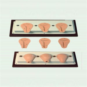 BIX-FT33A Model anatomi rahim hidup canggih ukuran hidup PVC alat sains medis aborsi buatan untuk pengajaran medis - Product Image 2