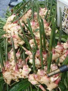 Haute qualité Vietnam bébé gingembre frais naturel jeune gingembre fournisseur en gros exportateur en vrac pour les acheteurs internationaux - Product Image 5