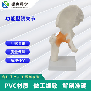 Modèle fonctionnel de l'articulation de la hanche ; modèle de squelette humain à des fins pédagogiques - Product Image 5