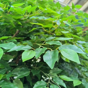 <span class=keywords><strong>Albero</strong></span> di Ficus <span class=keywords><strong>Sempreverde</strong></span> in Fibra di Vetro per Paesaggistica <span class=keywords><strong>da</strong></span> <span class=keywords><strong>Giardino</strong></span>, <span class=keywords><strong>Albero</strong></span> di Banyan Artificiale per Decorazioni Esterne - Product Image 2