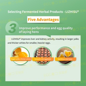 Prémélange d'aliments pour volailles avec acides aminés de qualité alimentaire pour la production d'œufs et la <span class=keywords><strong>croissance</strong></span> des poules pondeuses - Product Image 5
