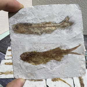 Thực tự nhiên lycoptera Cá hóa thạch tấm từ liaoning Trung Quốc-cổ điển jehol biota hóa thạch, hiển thị chi tiết mảnh số lượng lớn - Product Image 4