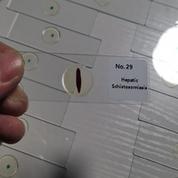 10 Kinds Parasite Slides Set Student Medical Parasitology Prepared Microscope Slides
