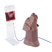 Modèle d'entraînement pour la ponction veineuse canine de la tête et du cou, pour la collecte de sang de la veine jugulaire externe du chien, avec circulation sanguine simulée