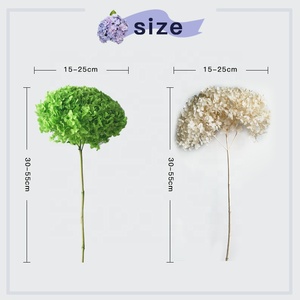 <span class=keywords><strong>Hortensia</strong></span> séchée conservée, <span class=keywords><strong>fleurs</strong></span> volumineuses <span class=keywords><strong>séchées</strong></span> Anna <span class=keywords><strong>hortensia</strong></span>, décorations de mariage, <span class=keywords><strong>hortensia</strong></span> pagode, vente en gros, 2023 - Product Image 3