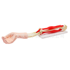 Modelo de movilidad de la articulación del codo; equipo didáctico para clases de biología escolares; visualización detallada de la estructura de la articulación del codo. - Product Image 5