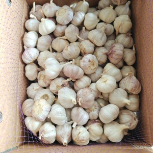 Venta caliente de alta calidad 2025 China Nuevo producto Jin <span class=keywords><strong>Xiang</strong></span> y Pizhou Ajo blanco normal fresco y ajo blanco puro - Product Image 3