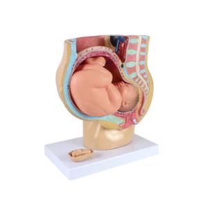 Vrouwelijk Bekken <span class=keywords><strong>Model</strong></span> 4 Delen Vrouwelijk Sagittale Zwangerschap Anatomiemodel Voor Medische Wetenschappelijke Training - Product Image 4