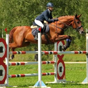 Equipamento Premium para Salto Equestre Barras de Madeira e Alumínio Personalizadas para Clubes Equestres e Programas de Treinamento em Escolas de Equitação - Product Image 3