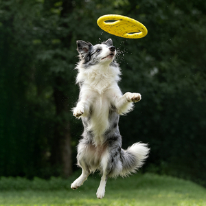 Juguete Interactivo para Perros ETPU, Anillo de Entrenamiento para Deportes Acuáticos y Terrestres, Fácil de Limpiar - Product Image 4