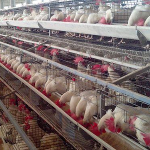 Durable granja avícola huevo <span class=keywords><strong>pollo</strong></span> capa de jaula de cría de equipo para <span class=keywords><strong>el</strong></span> mercado de África - Product Image 3
