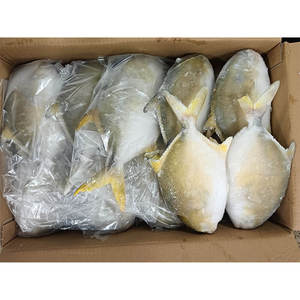 Pescado Pompano Dorado Congelado de 400-600g, Pescado Pomfret Dorado Criado en Granja, Pescado Pompano Entero y Redondo - Product Image 2