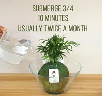 Sansevieria Moonlight Kokedama dengan lumut bola gantung kondisi