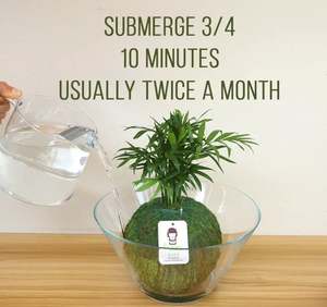 <span class=keywords><strong>Sansevieria</strong></span> Moonlight Kokedama con condición colgante de bola de musgo - Product Image 5