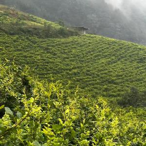 Zhangjiajie độ cao Hoang Dã phát triển ô nhiễm miễn phí phụ gia miễn phí 100% tinh khiết túi đóng gói mầm tip Berry trà - Product Image 6