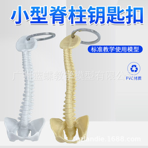 Llavero con modelo de columna vertebral humana, modelo de columna vertebral en miniatura, vértebra, espécimen de columna vertebral humana, vértebra lumbar, modelo esquelético - Product Image 2