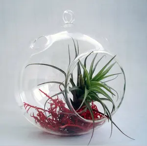 MH-Q049 Pretty Plant Terrarium per articoli decorativi per la casa Hanging Glass Ball