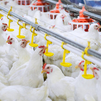 Prémélange pour poulets de chair haute performance à 1% |   Formule de croissance rapide et d'immunité renforcée pour la volaille