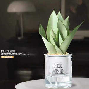 نباتات اصطناعية نبات ثعبان مع خضرة سوداء مزيفة نباتات اصطناعية fagave مثالية في وعاء - Product Image 5