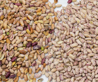 Machine de tri optique de 192 canaux la plus populaire en Chine en 2026 pour le tri des grains et des haricots colorés (haricots rouges, haricots blancs, haricots noirs)