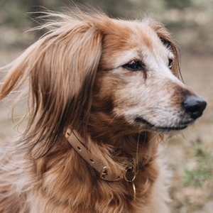 Luxus Haustier-Katzenhalsband aus Leder in Individuellen Farben, Wasserdicht, Klassische Hundehalsbänder aus Veganem Echtleder - Product Image 6