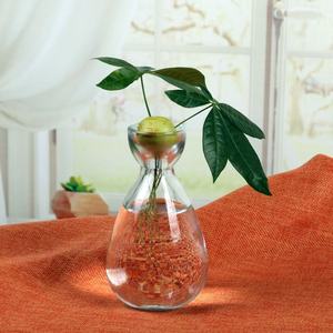 <span class=keywords><strong>Vase</strong></span> en verre pour plantes d'<span class=keywords><strong>avocat</strong></span>, <span class=keywords><strong>vase</strong></span> de démarrage pour plantes d'<span class=keywords><strong>avocat</strong></span>, <span class=keywords><strong>vase</strong></span> en verre pour la culture d'avocatiers - Product Image 2