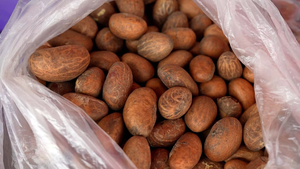 Vente Flash AGRIMAX LLC Cola Amère 100% Naturel de Haute Qualité, Pur, Originaire, en Vrac, Qualité Supérieure, à Vendre à Bas Prix - Product Image 5