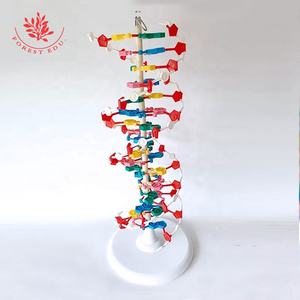 Genetik studie High School 60cm Duplex-DNA-Modell - Product Image 2