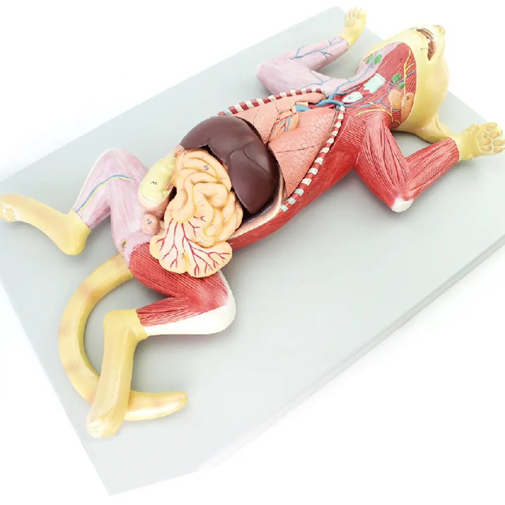 Gatto modello anatomico la struttura anatomica degli organi organi interni muscoli e gatti nervoso