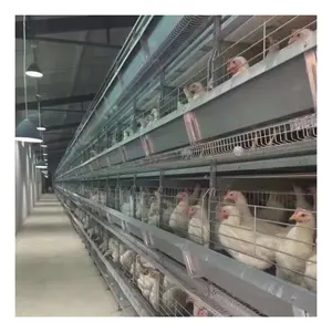 poultry cages for layer chickens Chicken Cage For South Africa Poultry Farm Chicken House