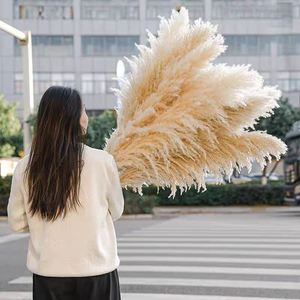 Decoración de Paisajismo <span class=keywords><strong>con</strong></span> <span class=keywords><strong>Flores</strong></span> Secas Estilo Natural al por Mayor <span class=keywords><strong>con</strong></span> Hierba de Pampas Grande para Decoración de Bodas - Product Image 2