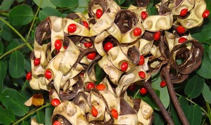 Precio de fábrica polinesio Ulafala tradicional 1 pieza Hawaiano Lopa semillas frijoles rojos Acacia frijoles naturales <span class=keywords><strong>Kukui</strong></span> nueces Leis collar - Product Image 6