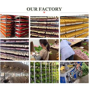 Grand <span class=keywords><strong>vase</strong></span> <span class=keywords><strong>en</strong></span> verre Bodhi sur pied pour culture hydroponique <span class=keywords><strong>de</strong></span> <span class=keywords><strong>bambou</strong></span> porte-bonheur et Pieris japonica, idéal pour l'aménagement floral séché dans le salon ou sur le bureau. - Product Image 6