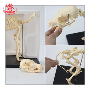 Esqueleto de perro simulado hecho de PVC, móvil, duradero, de plástico beige, material didáctico, modelo de esqueleto de perro grande y pequeño - Product Image 1