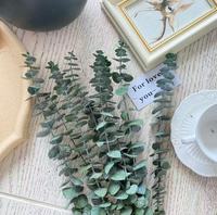 Bouquets de mariage en feuilles d'eucalyptus vertes naturelles, décorations de fleurs d'eucalyptus séchées et préservées, décoration intérieure, feuilles d'eucalyptus