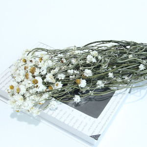 Chrysanthèmes argentés séchés, préservés, longue durée, écologiques, décoration intérieure, <span class=keywords><strong>fleurs</strong></span> <span class=keywords><strong>séchées</strong></span> pour mariage, <span class=keywords><strong>livraison</strong></span> de <span class=keywords><strong>fleurs</strong></span> <span class=keywords><strong>séchées</strong></span> de Chine - Product Image 2