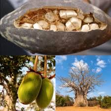 Poudre de fruit de Baobab naturelle en gros, récoltée sauvage en Zambie, qualité alimentaire, pulpe de Baobab en poudre - Product Image 1