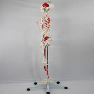 Modèle de moitié de squelette adulte avec origines et insertions musculaires (y compris les nerfs vertébraux) - Fournisseur pour l'enseignement médical - Product Image 1