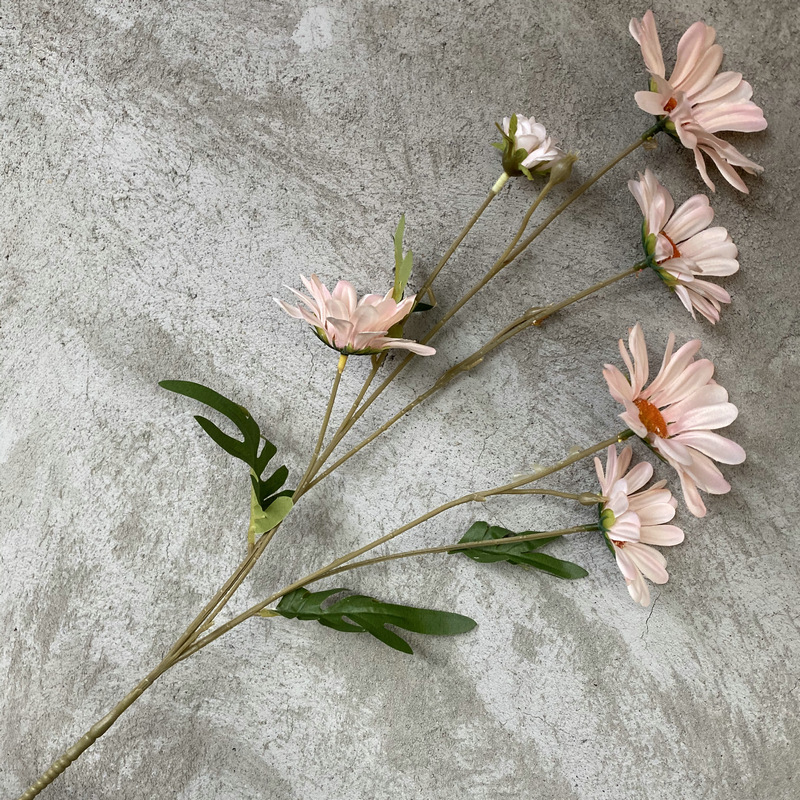 Rosa 2