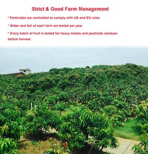 Chips de mango liofilizados de sabor dulce, polvo de súper alimento saludable, bocadillos de frutas secas, paquete al vacío a granel, agua de secado FD Natural - Product Image 2