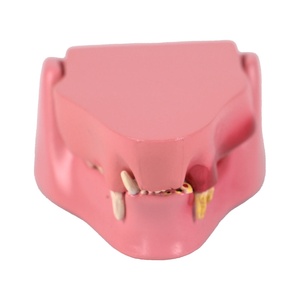 Modello Anatomico di Denti di <span class=keywords><strong>Gatto</strong></span>, Scheletro Animale, Denti Canini, Incisori e Molari, Ausili Didattici Veterinari - Product Image 1