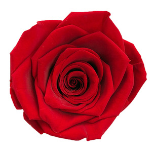 Rosas Preservadas de Calidad AA, Flores Eternas de Larga Duración, Suministro al por Mayor para Artesanías Florales y Regalos - Product Image 3