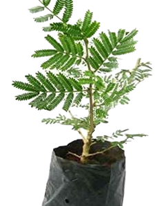 Plante artificielle Delonix Regia en pot, fausse plante verte flamboyante pour la décoration <span class=keywords><strong>de</strong></span> jardin et aménagement paysager, personnalisable OEM - Product Image 2