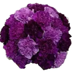<span class=keywords><strong>Semillas</strong></span> de Clavel Morado al por Mayor, Mezcla de Colores Morado Oscuro y Claro, Otras Flores Decorativas, Plantas para Decoración del Hogar - Product Image 5