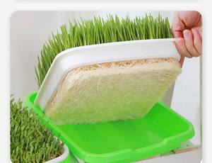 Plateau de semis pour la culture de germes de soja, plateau de germination pour la culture hydroponique de <span class=keywords><strong>l</strong></span>égumes, plateau de drainage pour la germination - Product Image 3