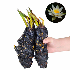 Nymphaea 'Hermine' - une plante aquatique adaptée aux bassins de jardin et aux serres - Nénuphar 'Hermine' - Product Image 1