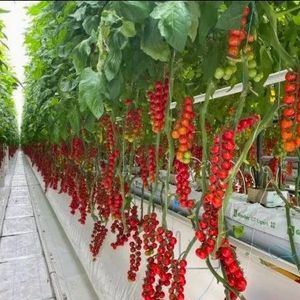 Gespecialiseerde Tomatenzaailingskas Met Mobiele Bank En Kweeklicht Voor Gezonde Sterke Planten - Product Image 5
