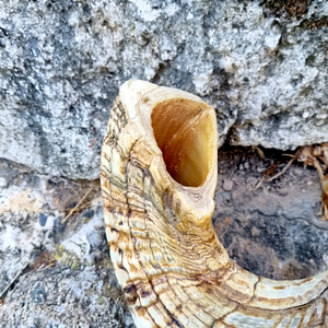 Shofar Natural al por Mayor, Instrumento de Cuerno de Carnero para Sinagogas, Ceremonias Judías y Negocios de Venta Minorista de Artículos Judaicos - Product Image 1