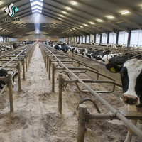Ferme de vache en acier à faible coût, structure en acier, ferme de vache, maison, prix d'usine